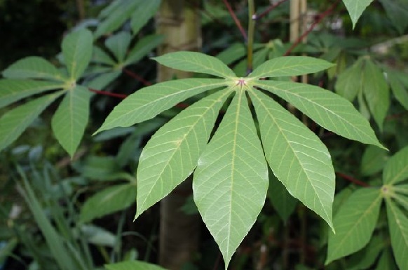 Ngeri Bahaya  Makan Daun  Singkong  Ternyata Sangat 